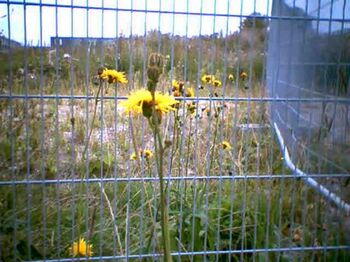 Tijdelijke natuur steeds populairder