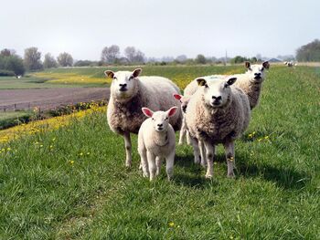 Schapen in openbaar groen Gemert